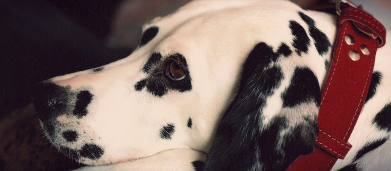 croacia dalmata