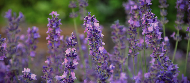 croacia lavanda