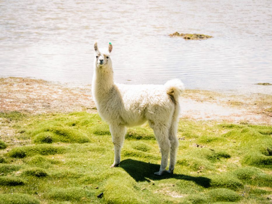 Salar de Uyuni_lhama branca