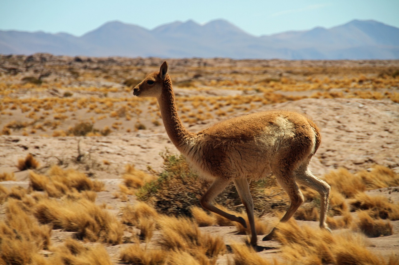 deserto do Atacama_animal