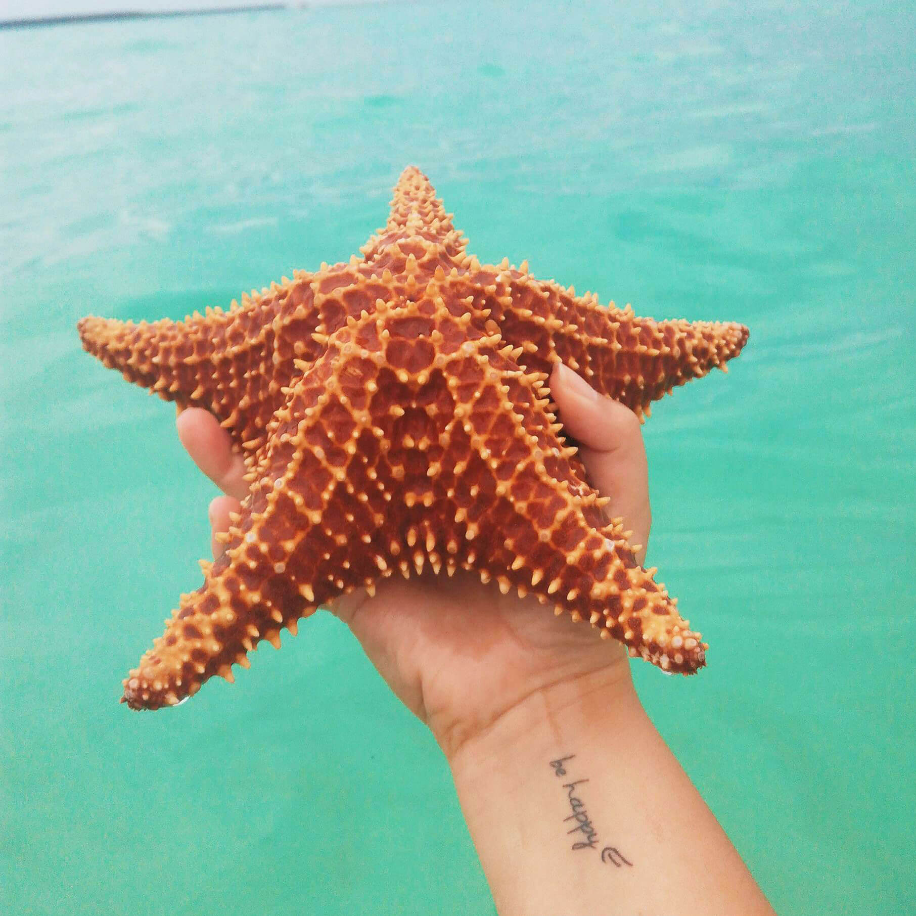 Ilha Saona_estrela do mar